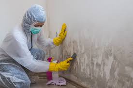 Mold Documentation for Insurance Claims in Iola, WI